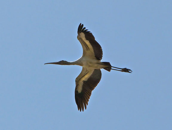Wood Stork