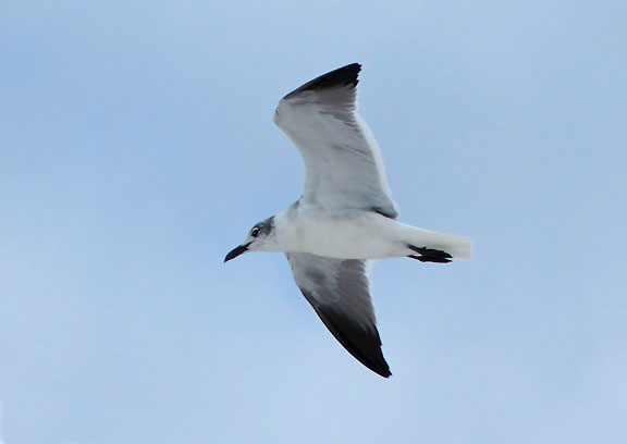 Laughing Gull