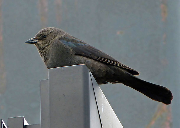 Brewers Blackbird
