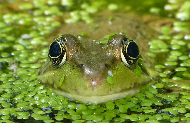 Green Frog
