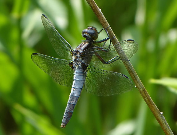 Chalk-fronted Corporal
