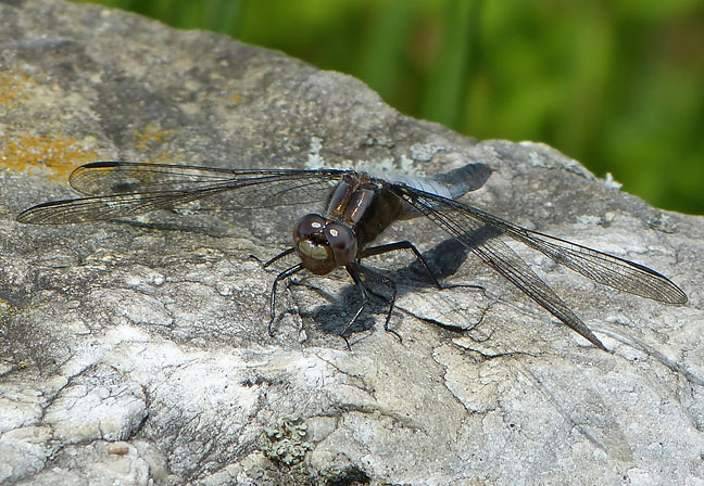 Chalk-fronted Corporal