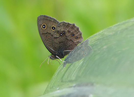 Common Wood Nymph