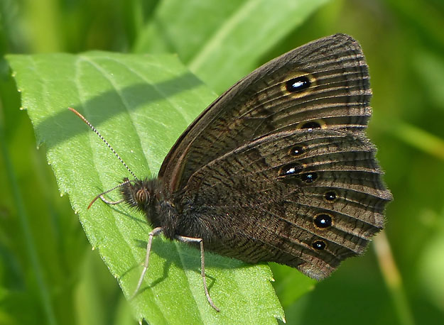 Common Wood Nymph