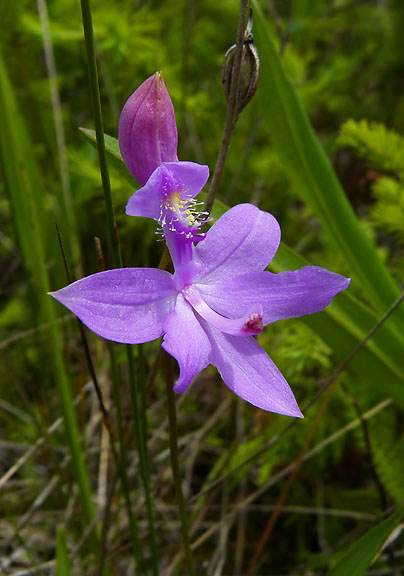 Grass Pink orchid