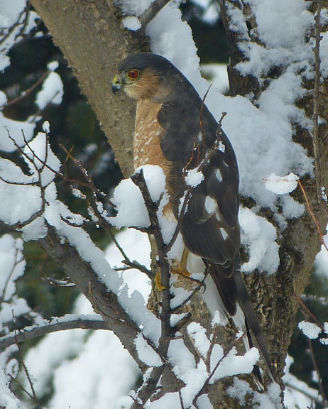 Sharp-shinned Hawk