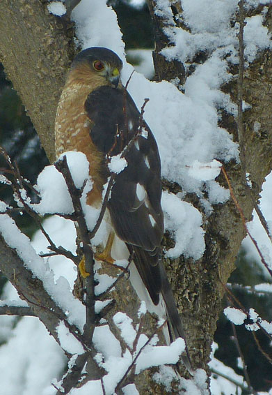 Sharp-shinned Hawk