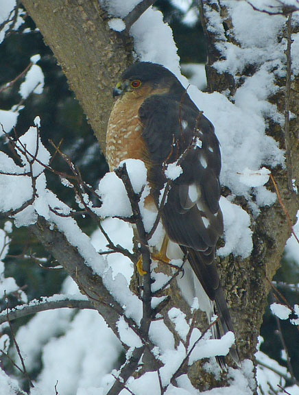 Sharp-shinned Hawk