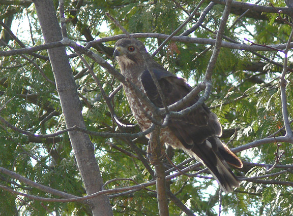 Broad-winged Hawk