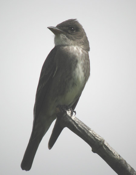 Olive-sided Flycatcher