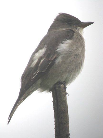 Olive-sided Flycatcher