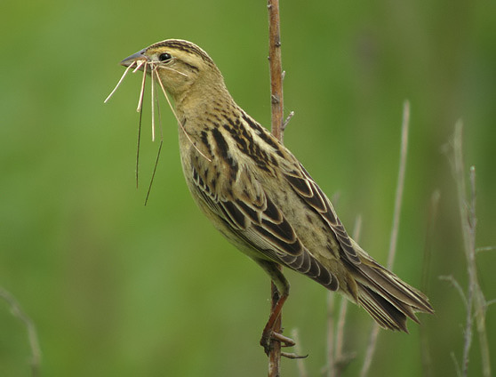 Bobolink female