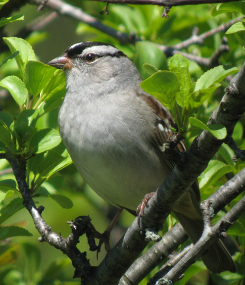 White-crowned Sparrow