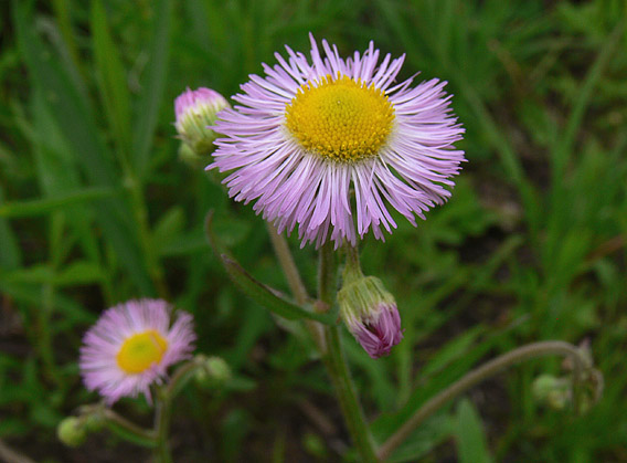 Common Fleabane