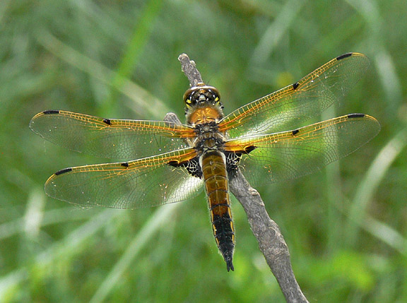 Four-spotted Skimmer