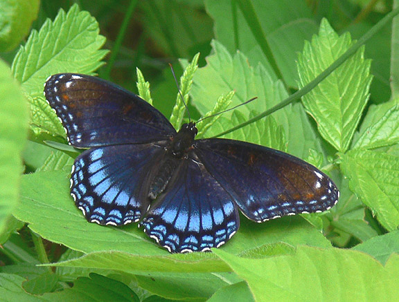 Red-spotted Purple