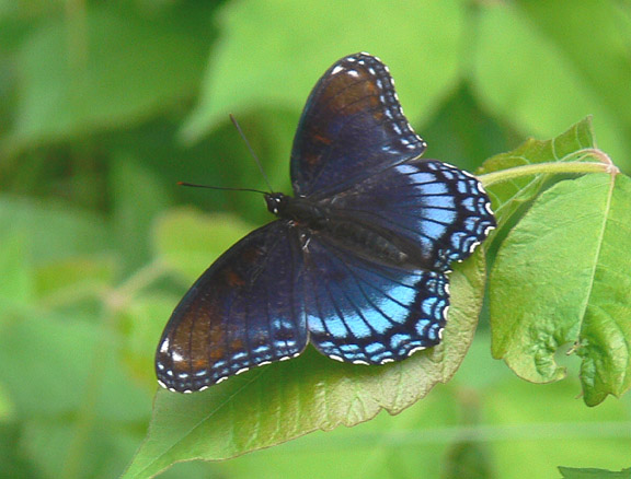 Red-spotted Purple