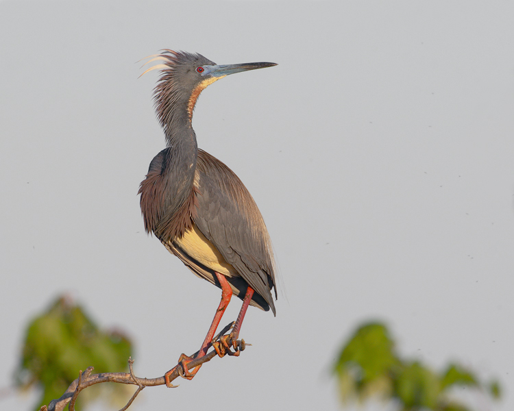 Tri-Colored Heron