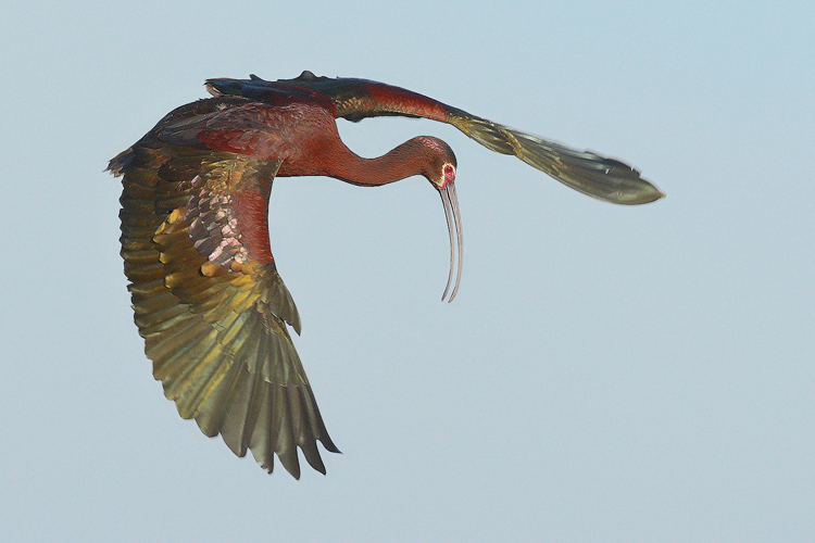 White Face Ibis