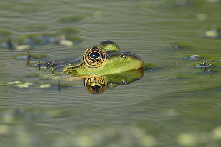 Just above water