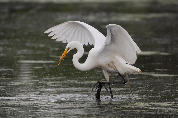 Great Egret