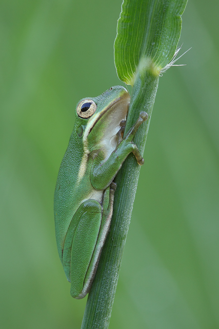 Tree Frog