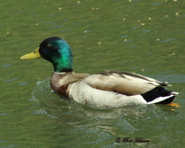 Mallard- Bob Hanson