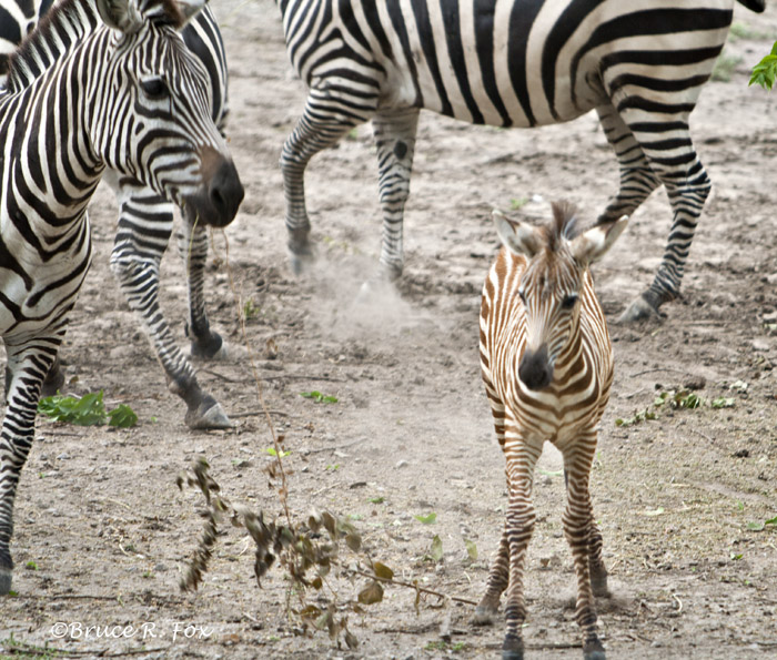 Zebras
