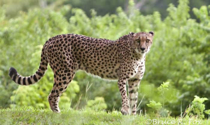 Cheetah
