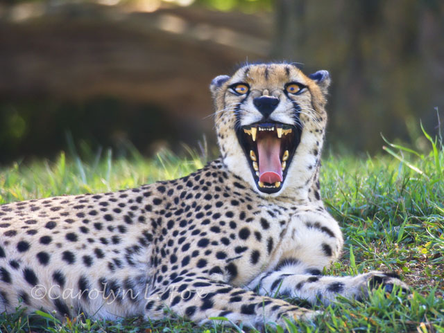 Growling Cheetah