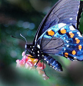 butterfly 2