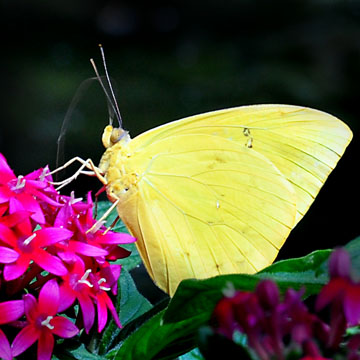 Is this butterfly spitting?