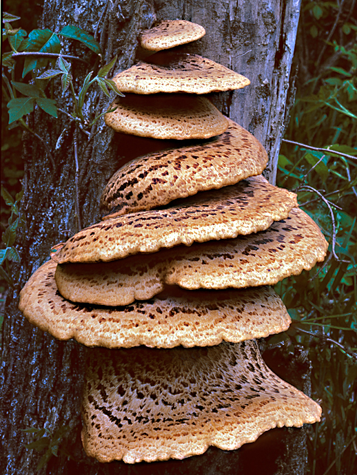 Polyporus-squamosus