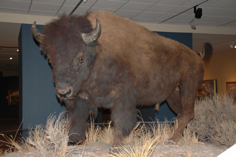 Bison - BBHC