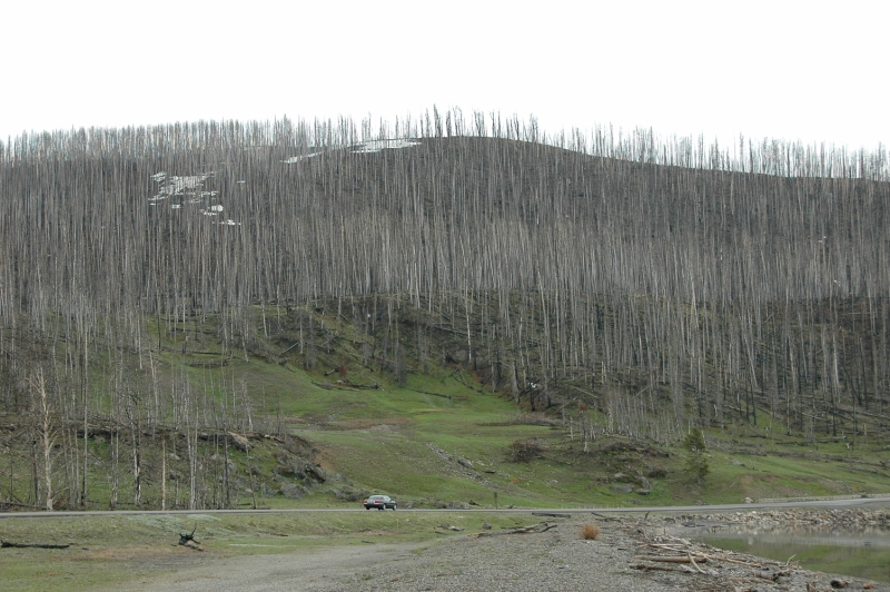 2003 Forest Fire