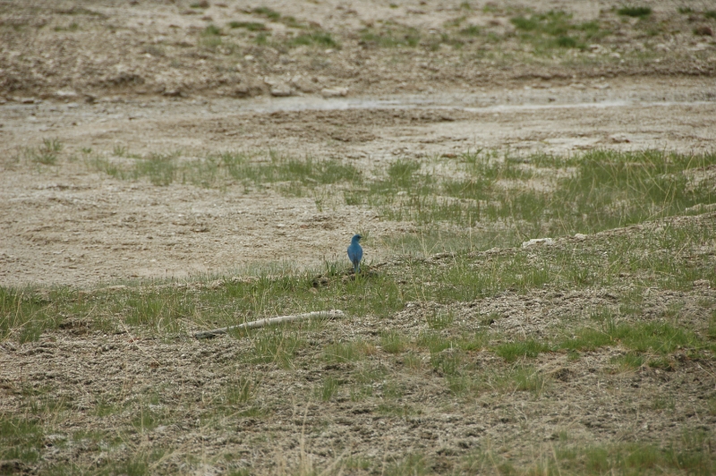Western Blue Bird (unedited)