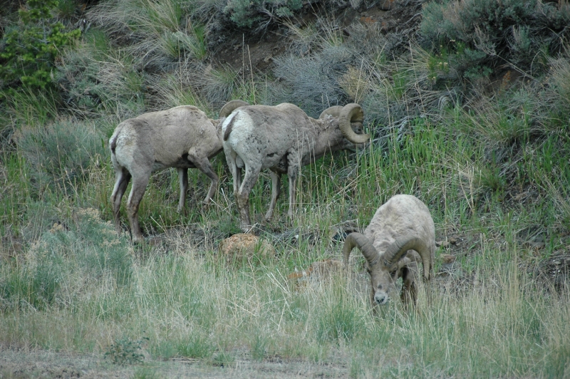 Bighorn Sheep