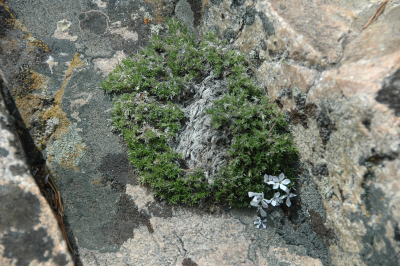 Tiny Wreath