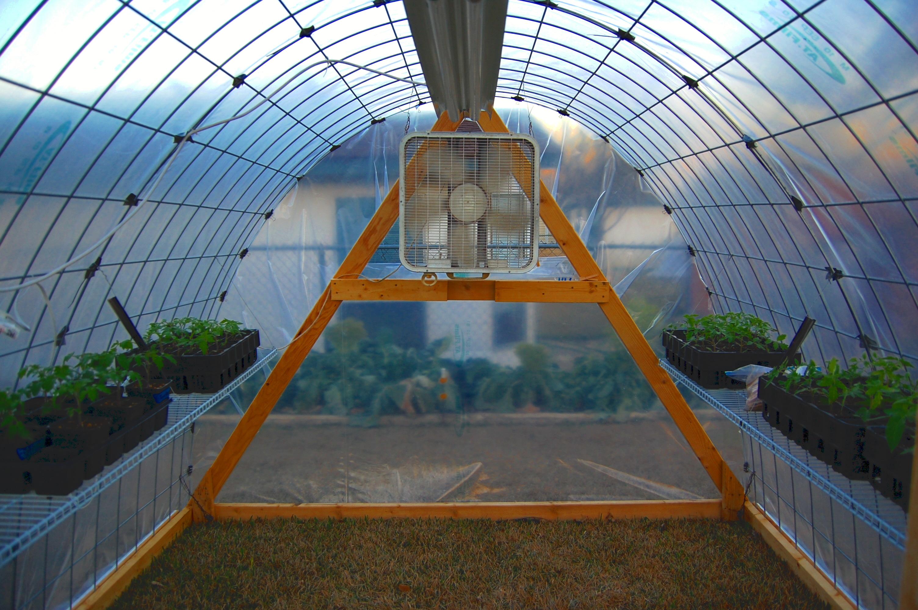 Greenhouse Tomatoes