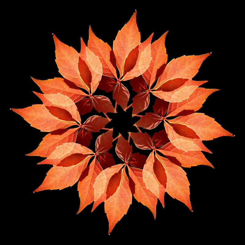 Autumn Leaves forming a Flower