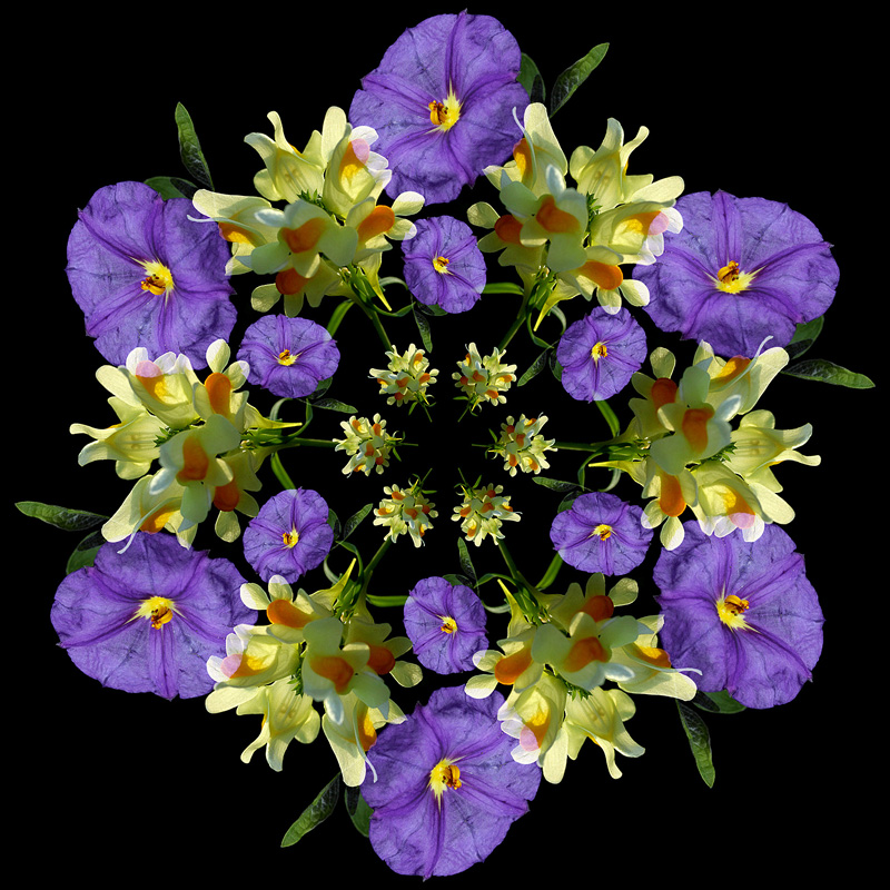 Solanum and wild flower