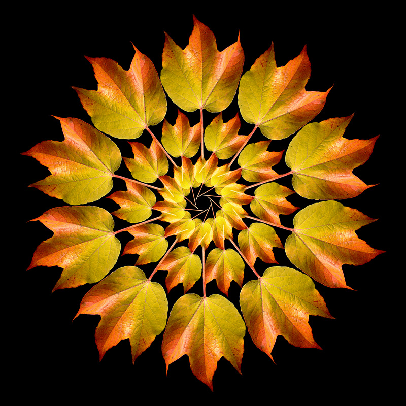 One single leaf arranged in a kaleidoscopic way