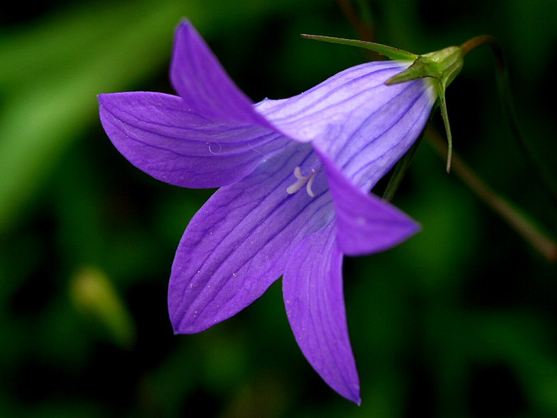 Harebell
