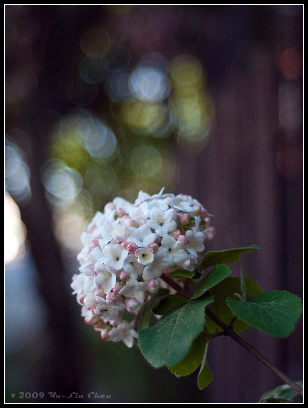 Flower outside Marigold Garden