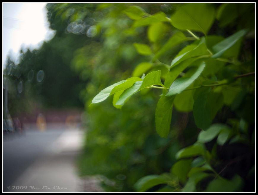 Young Leaf