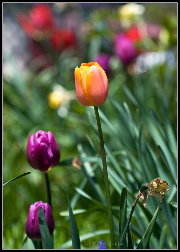 Tulips