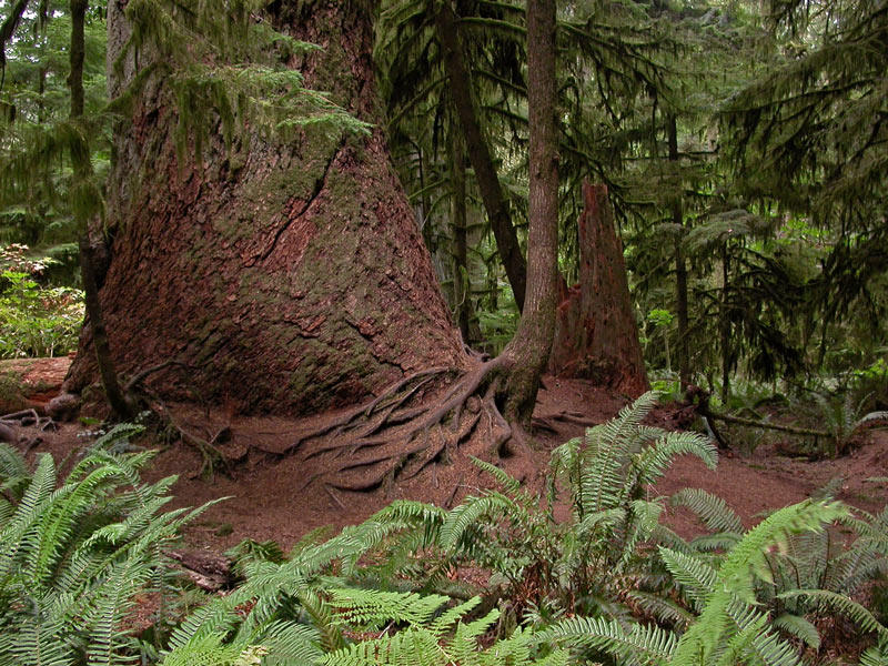 Cathedral Grove