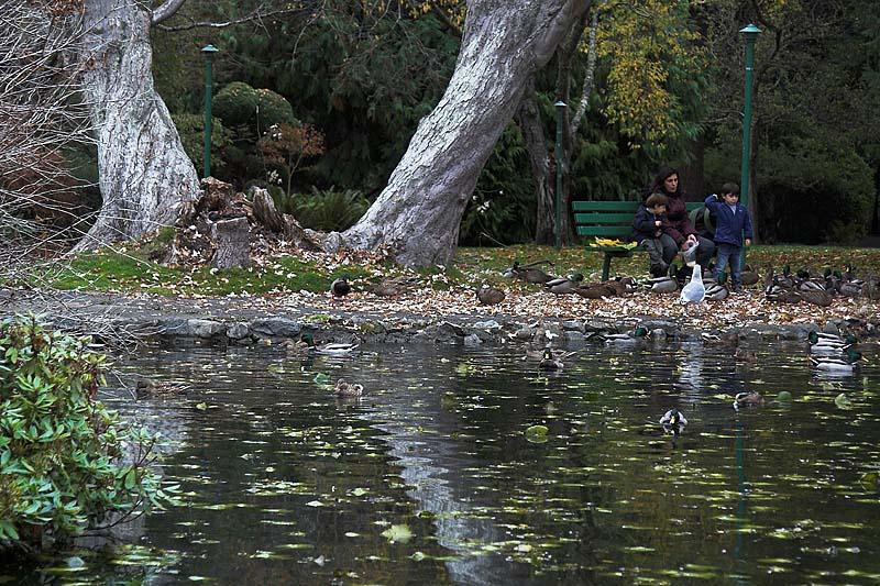 Reflections In The Park