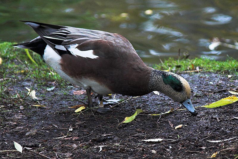 American Widgeon