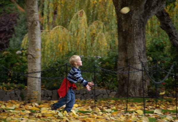 Catch a Falling Leaf